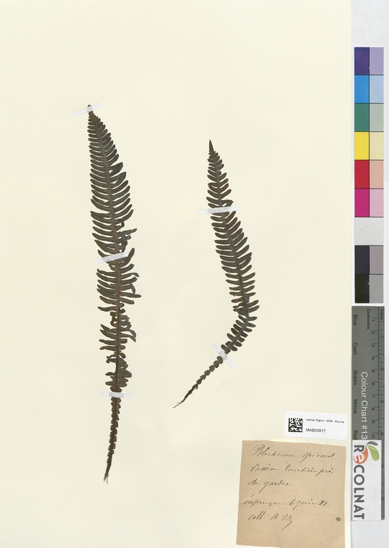 Blechnum spicant (Blechnaceae)