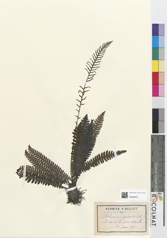Blechnum spicant (Blechnaceae)
