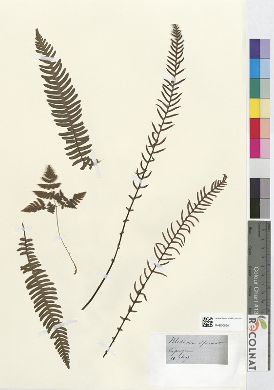 Blechnum spicant (Blechnaceae)