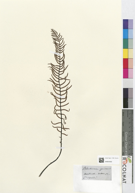 Blechnum spicant (Blechnaceae)