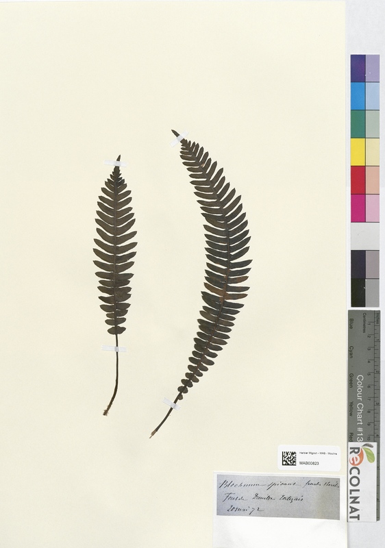 Blechnum spicant (Blechnaceae)