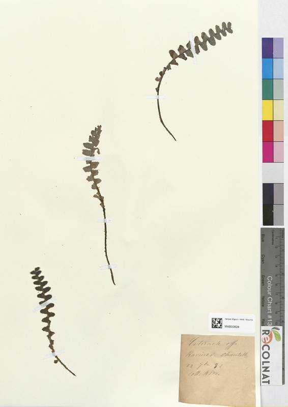 Ceterach officinarum (Aspleniaceae)