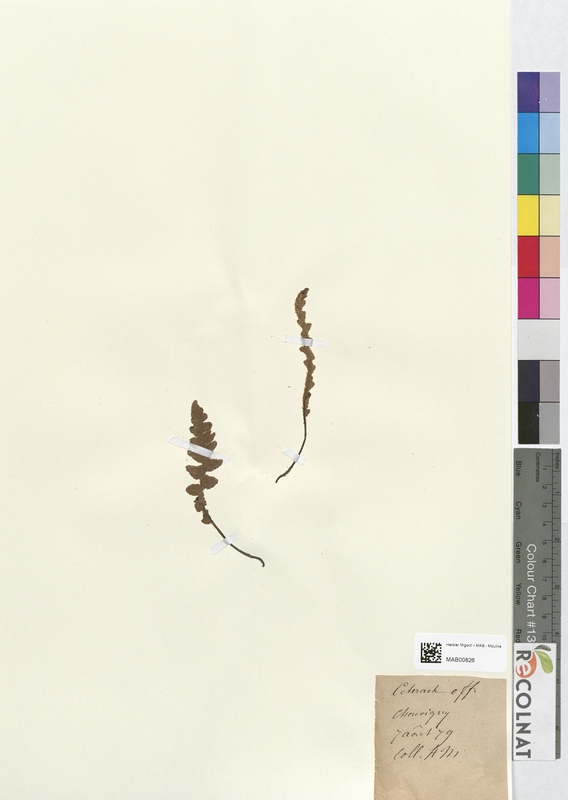 Ceterach officinarum (Aspleniaceae)