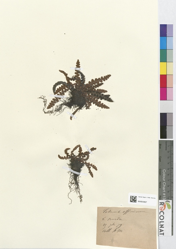 Ceterach officinarum (Aspleniaceae)