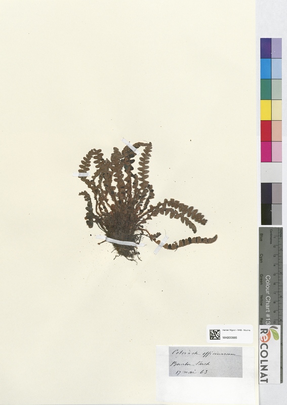 Ceterach officinarum (Aspleniaceae)