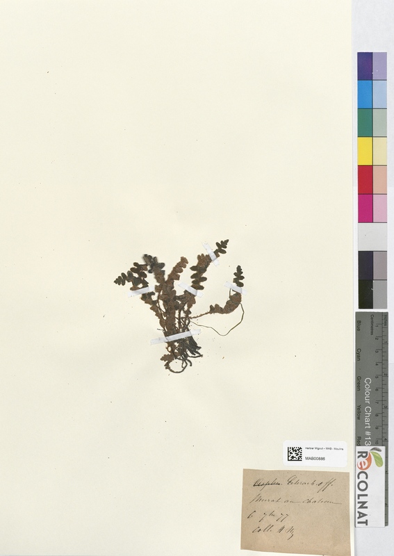 Ceterach officinarum (Aspleniaceae)