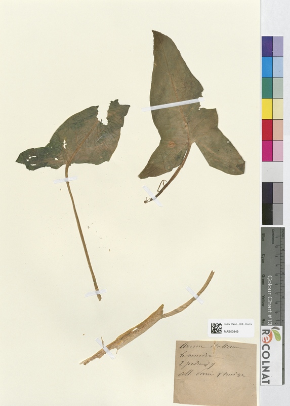 Arum italicum (Araceae)