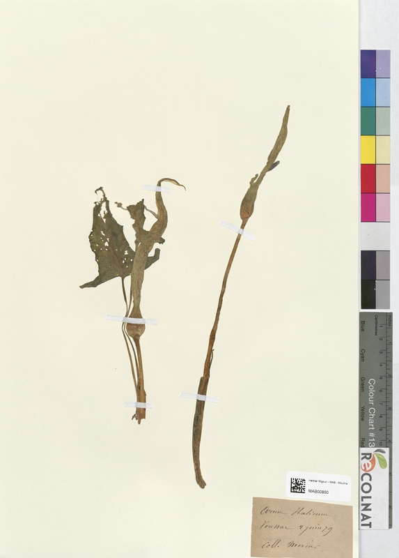 Arum italicum (Araceae)