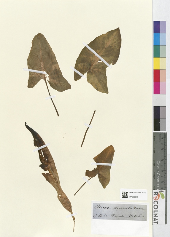 Arum maculatum (Araceae)