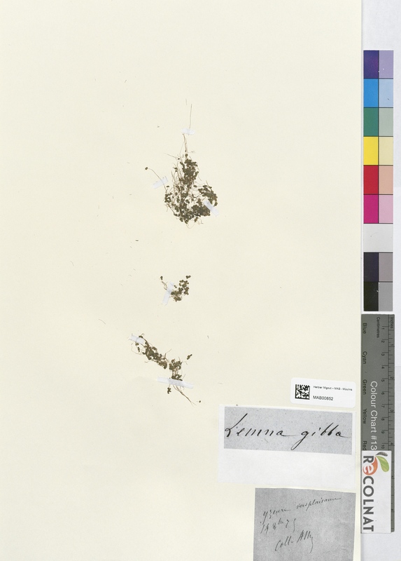 Lemna gibba (Lemnaceae)