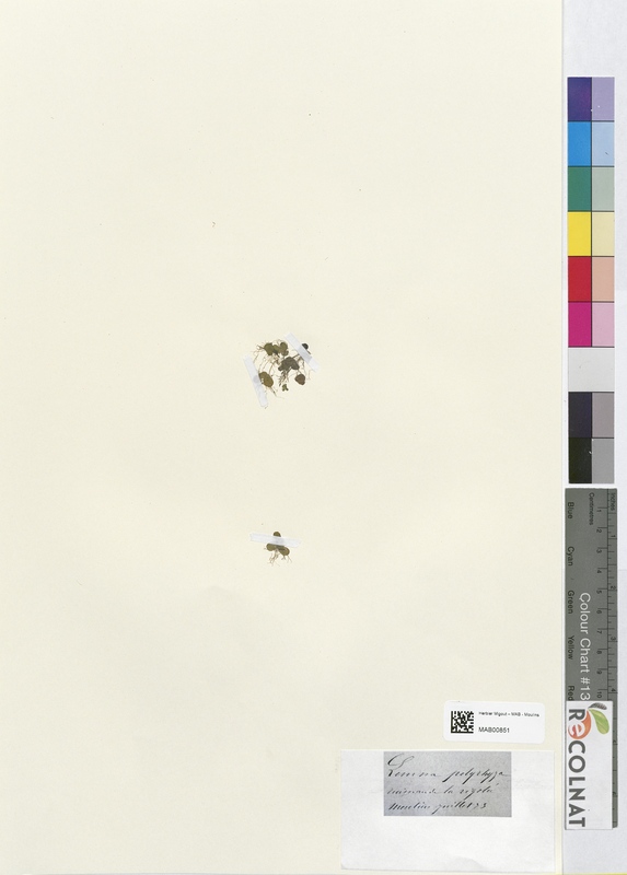 Lemna polyrhyza (Lemnaceae)