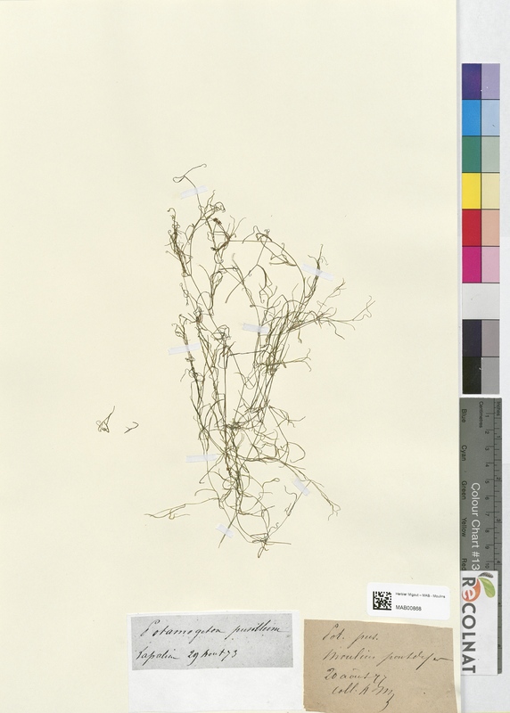 Potamogeton pusillum (Potamogetonaceae)