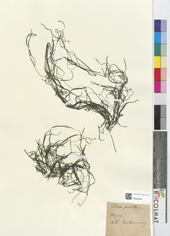 Potamogeton pusillum (Potamogetonaceae)