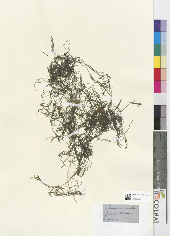 Potamogeton pusillum (Potamogetonaceae)