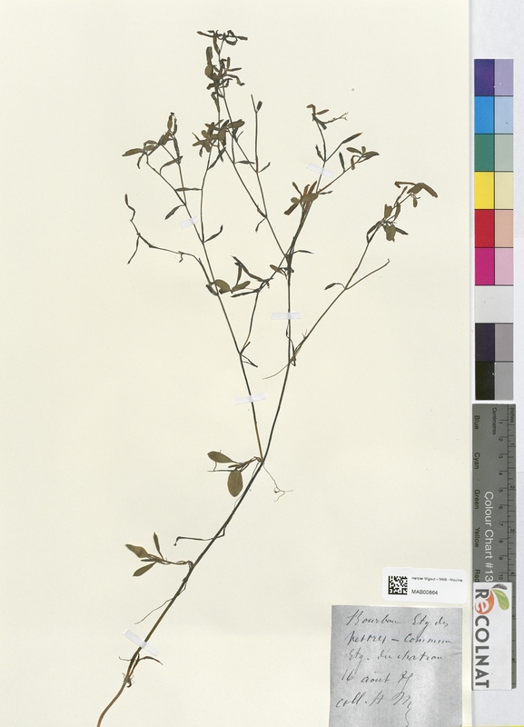 Potamogeton heterophyllum (Potamogetonaceae)