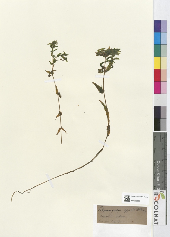 Potamogeton oppositifolium (Potamogetonaceae)