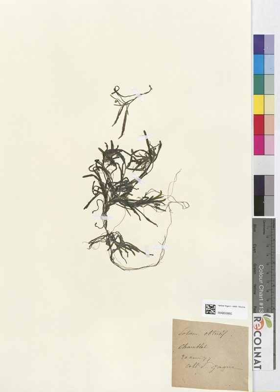 Potamogeton obtusifolium (Potamogetonaceae)