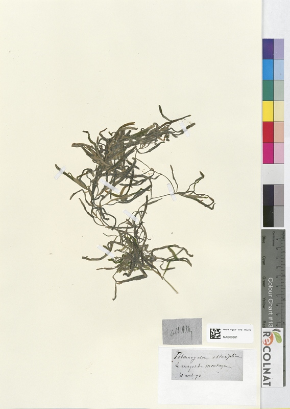 Potamogeton obtusifolium (Potamogetonaceae)