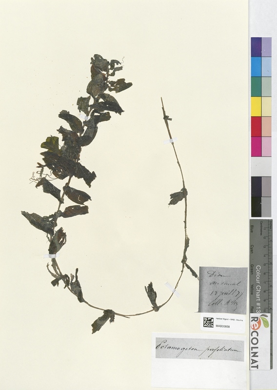 Potamogeton perfoliatum (Potamogetonaceae)