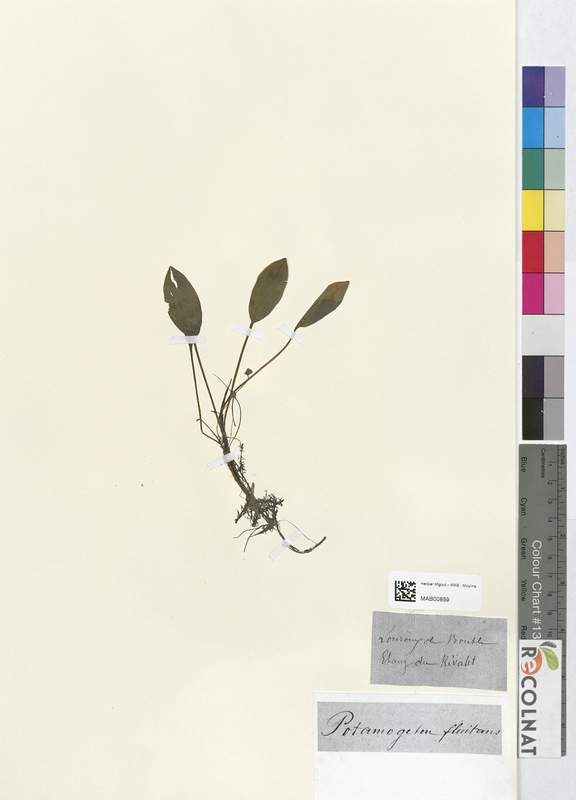 Potamogeton fluitans (Potamogetonaceae)