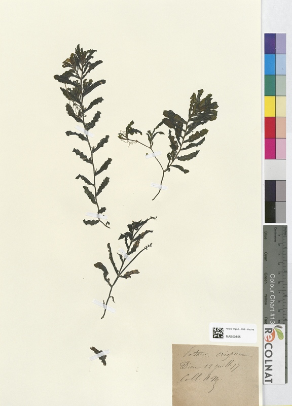 Potamogeton erispum (Potamogetonaceae)