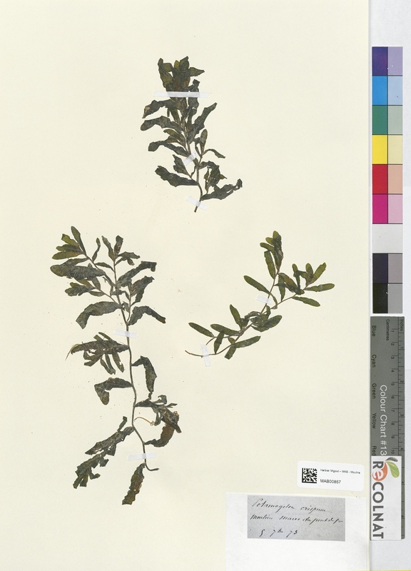 Potamogeton erispum (Potamogetonaceae)