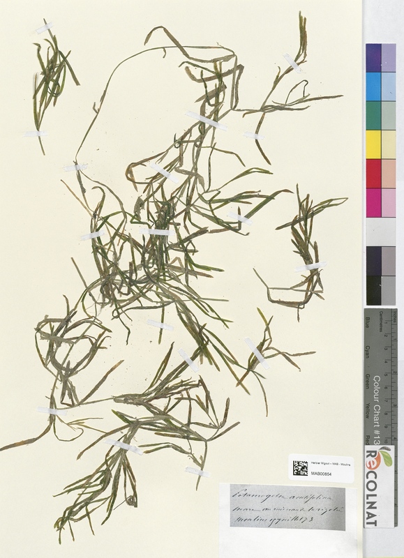 Potamogeton acutifolium (Potamogetonaceae)