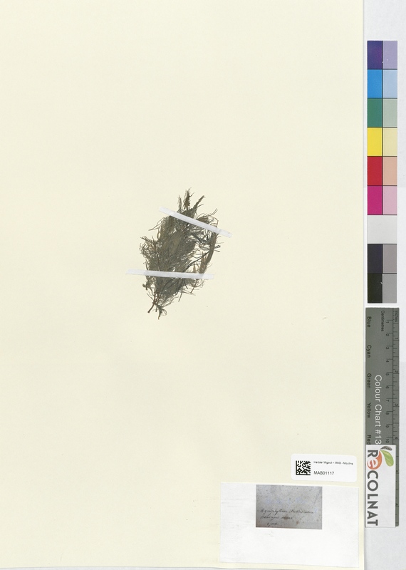 Myriophyllum verticillatum (Haloragaceae)