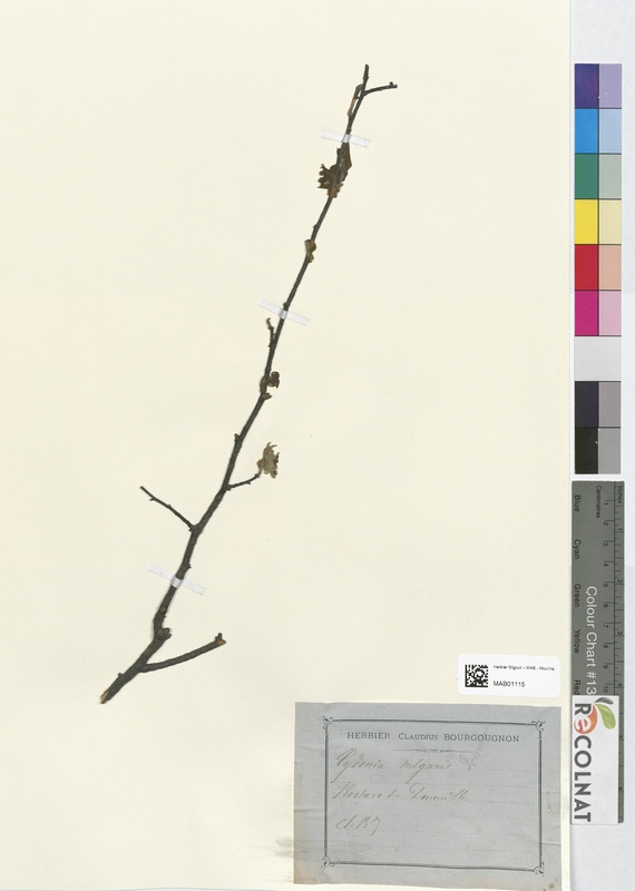 Cydonia vulgaris (Rosaceae)