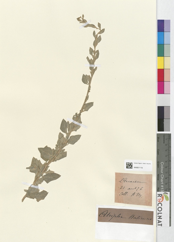 Atriplex halimus (Amaranthaceae)