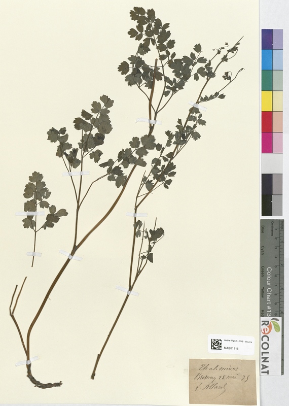 Chal minus (Haloragaceae)