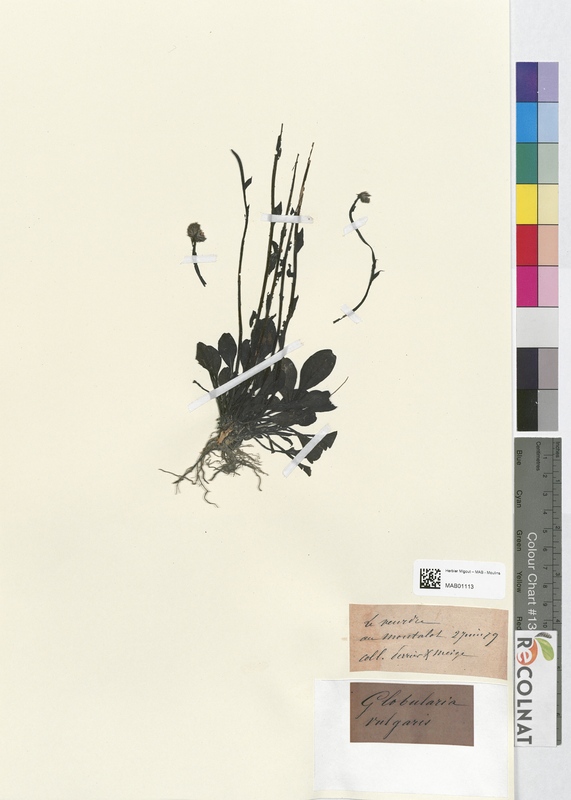 Globularia vulgaris (Globulariaceae)