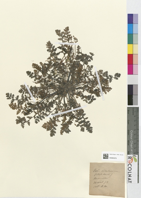 Erodium cicutarium (Geraniaceae)