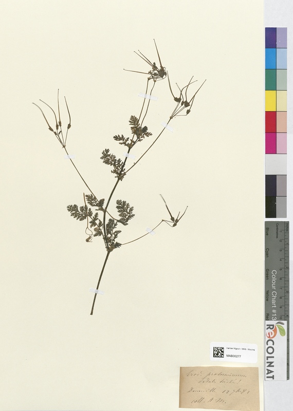 Erodium praterminum (Geraniaceae)