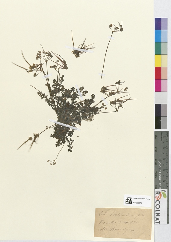 Erodium praterminum (Geraniaceae)