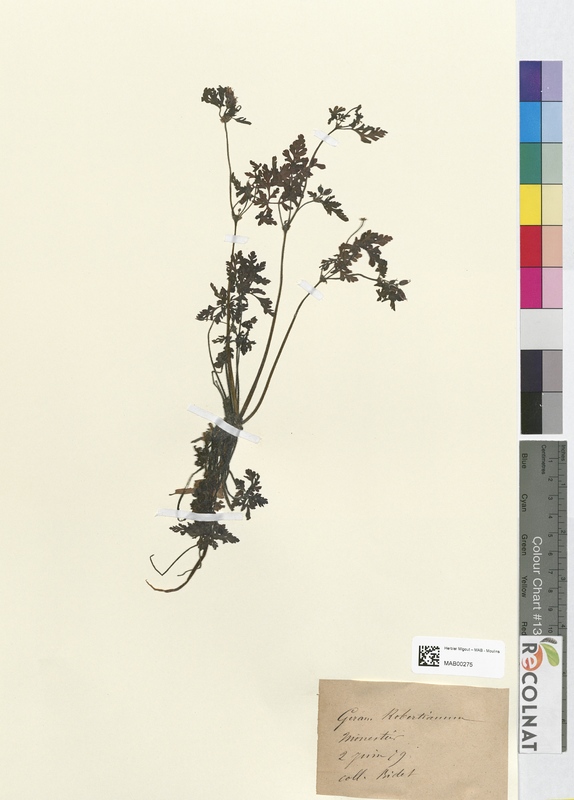 Geranium robertianum (Geraniaceae)