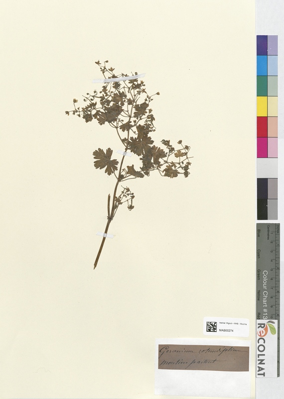 Geranium rotundifolium (Geraniaceae)