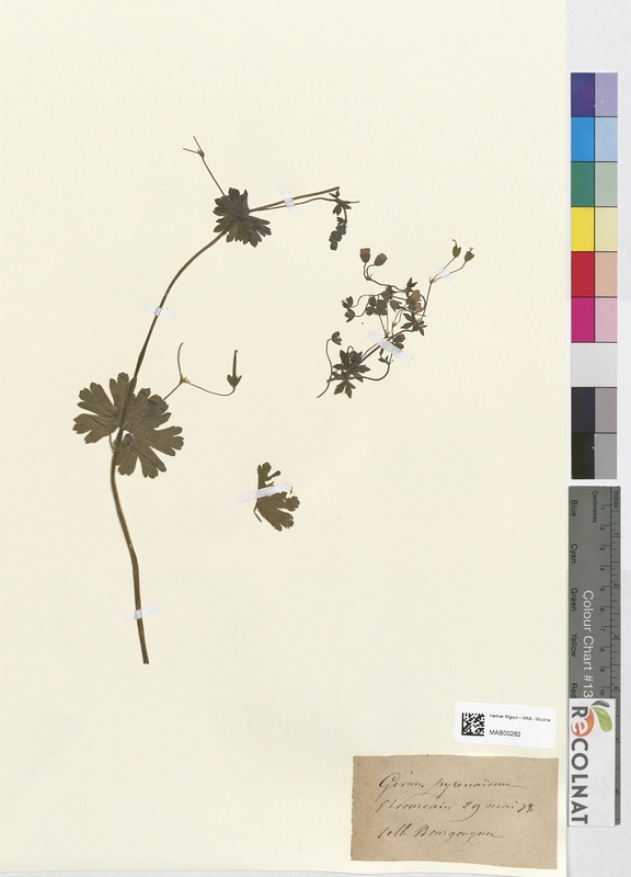 Geranium pyrenaieum (Geraniaceae)