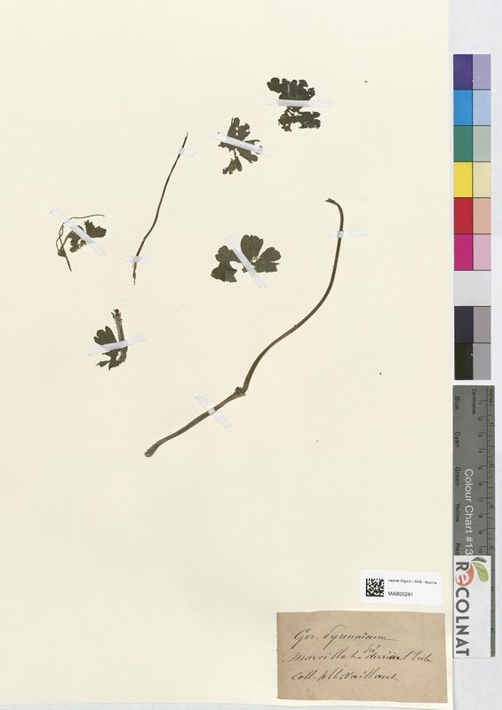 Geranium pyrenaieum (Geraniaceae)