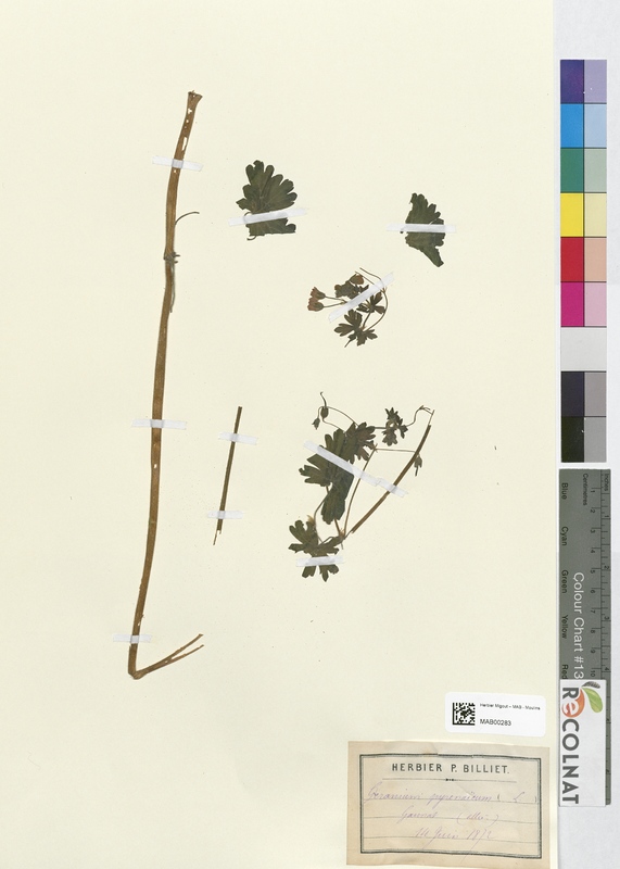 Geranium pyrenaieum (Geraniaceae)