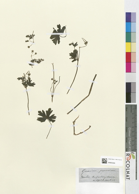 Geranium pyrenaieum (Geraniaceae)