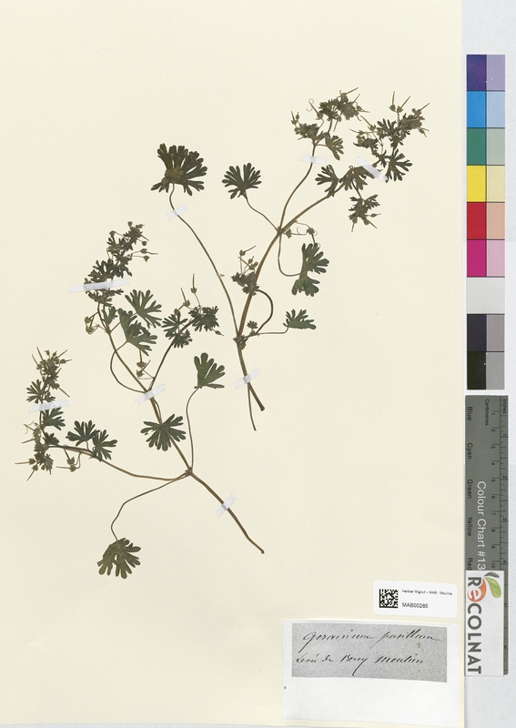 Geranium pusillum (Geraniaceae)