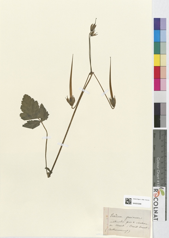 Erodium gruinum (Geraniaceae)