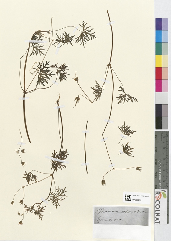 Geranium columbinum (Geraniaceae)