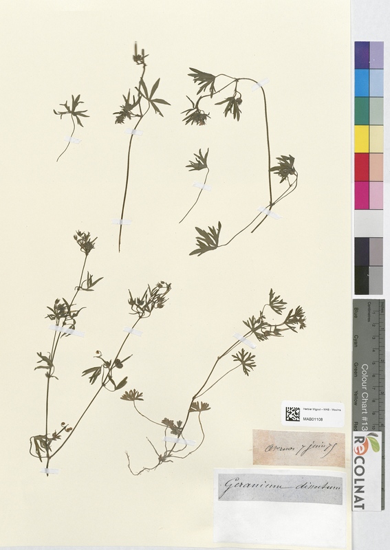 Geranium dissectum (Geraniaceae)