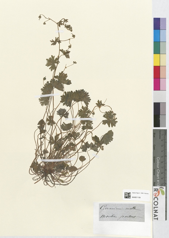 Geranium molle (Geraniaceae)