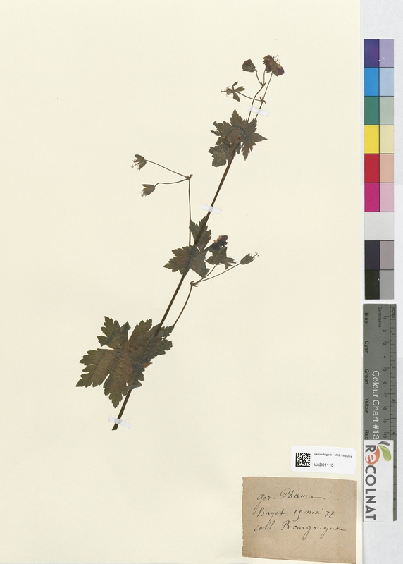 Geranium phaum (Geraniaceae)