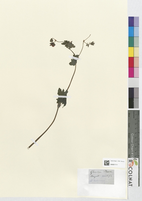 Geranium phaum (Geraniaceae)