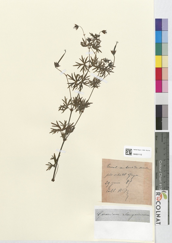 Geranium sanguineum (Geraniaceae)