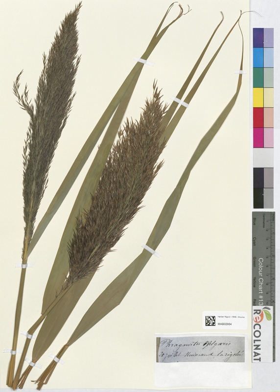 Phragmites vulgaris (Poaceae)